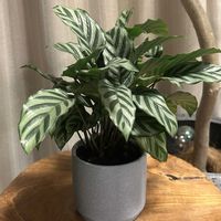 カラテア,カラテア フレディ,リビング・ダイニングの画像