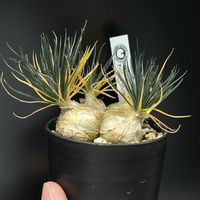 オーニソガラム,オーニソガラム・サルディエニーの画像