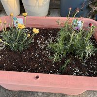 アルメリア,マーガレット,ローダンセマム,ローダンセマム・マーキュリー,もみじばゼラニウムの画像