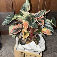 ペペロミア ニューピンクレディ,ぺぺロミア,観葉植物,お買い物の画像