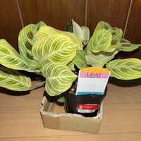 マランタ,マランタ・ライトベインズ,観葉植物,お買い物,クズウコン科 の画像