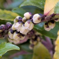 ヒサカキ,備忘録,【額縁シリーズ】,グリーンアクセサリー♪,植物美の画像