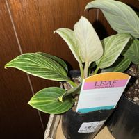 フィロデンドロン,フィロデンドロン ミニバーキン,フィロデンドロン　ペリドット,観葉植物,お買い物の画像