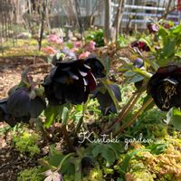 クリスマスローズ,芍薬,ムシトリナデシコ(虫取撫子),春の訪れ,春のお花の画像