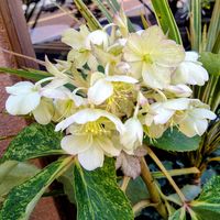 ハナニラ,クリスマスローズ,シバザクラ,スイートアリッサム ,花のある暮らしの画像