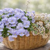 ビオラ,ヒューケラ,ビオラ　ティアード,寄せ植え,カゴ寄せの画像