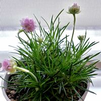 アルメリア,プランターガーデン,半年間の室内管理,リビング・ダイニングの画像