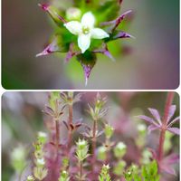 サボテン,サボテン,紫太陽,シラボシムグラ,シラボシムグラの画像