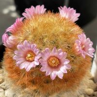 サボテン,金盛丸,十二の巻,カルメナエ,月影丸の画像