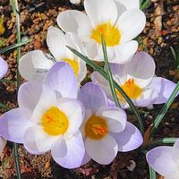 クロッカス,クロッカス,可愛い❤,庭の画像