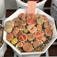 リトープス,多肉植物の画像