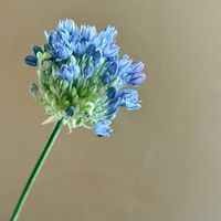 アリウム,日比谷花壇,花のある暮らし,花のある生活,切り花を楽しむの画像