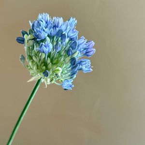 アリウム,日比谷花壇,花のある暮らし,花のある生活,切り花を楽しむの画像