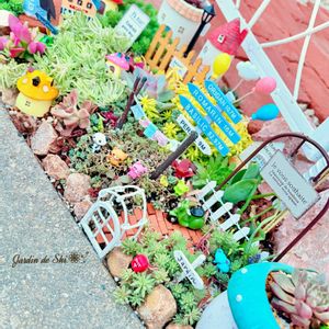 アリッサム,セダム,バラ,エケベリア,多肉植物の寄植えの画像