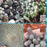 サボテン,サボテン,ゼラニウム,ゼラニウム,ツバキの画像