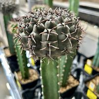 サボテン,接ぎ木サボテン,多肉植物,オザキフラワーパーク,花のある暮らしの画像