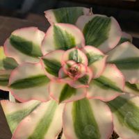 多肉植物,葉挿し,リメ缶,多肉寄せ植え,リメ鉢の画像