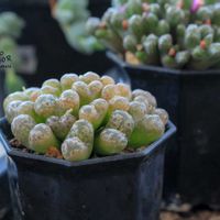 メセン,コノフィツム属,タニラー,その他部屋の画像