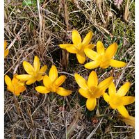 クロッカス,いつもの散歩道,世界平和,被災地にエールを…。,道端徘徊同盟の画像