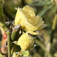 モッコウバラ,ユキヤナギ,ビタミンカラー,ご近所,真っ白な花の画像