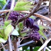 アケビ,アケビ,ミツバアケビ,ミツバアケビ雌花,ミツバアケビ雄花の画像