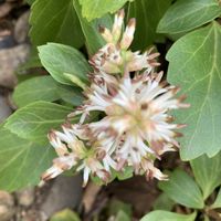 フッキソウ(富貴草),フッキソウ(富貴草),グランドカバー,白い花,季節の花の画像