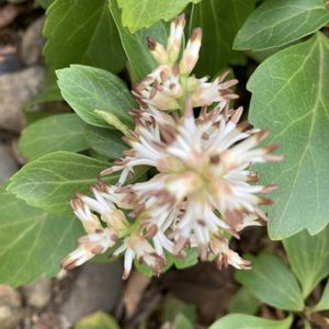 フッキソウ(富貴草),フッキソウ(富貴草),グランドカバー,白い花,季節の花の画像