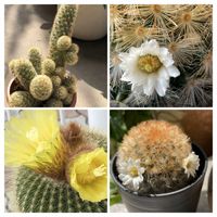 サボテン,バニーカクタス,金晃丸,金晃丸,金晃丸の画像
