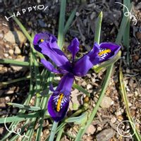 ミニアイリス,お花大好き♡,復興祈願,今日も笑顔で♡,がんばろう福島の画像