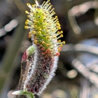 ネコヤナギ,「雄花」,ネコヤナギの雄花,雄花.,樹木の画像