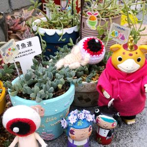 碧魚連,ドルフィンネックレス,月世界 実生,実生メロカクタス,サボテン実生の画像