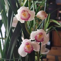 シンビジウム,シンビジウム,シンビジウム,ガーデニング,ボタニカルライフの画像