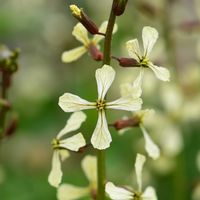 ルッコラ,ルッコラ,キバナスズシロ,長居植物園,アブラナ科キバナスズシロ属の画像