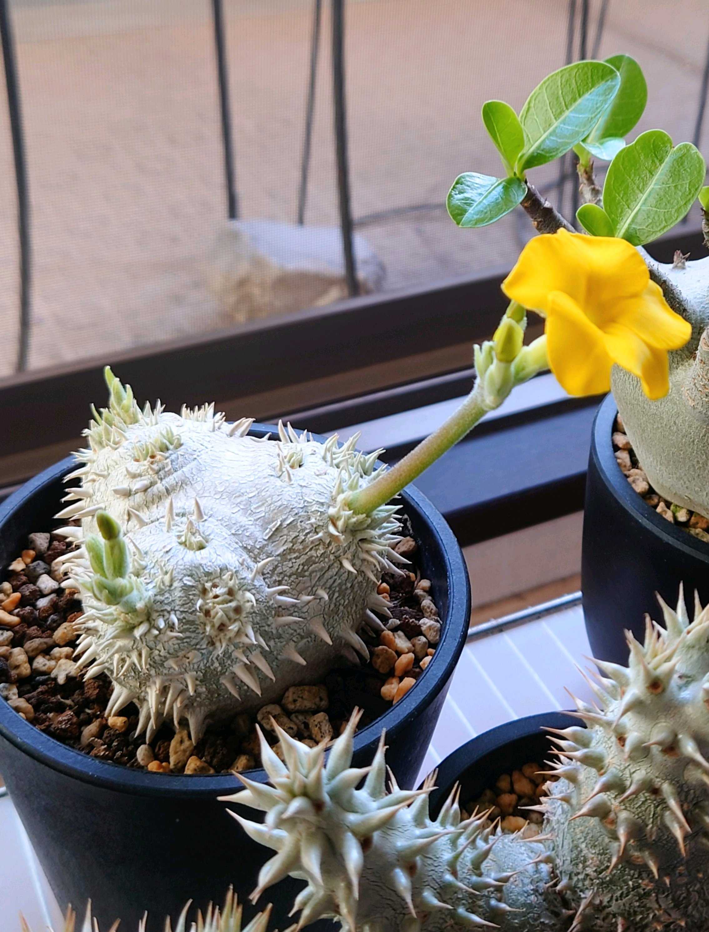 a473 特選 多肉植物 珍奇塊根植物 コーデックス オトンナ