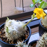 パキポディウム,多肉植物,観葉植物,塊根植物,花の画像