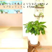 スパティフィラム,スパティフィラム,観葉植物,鉢植え,白花の画像
