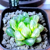 ハオルチア,ハオルチア オブツーサ,多肉植物,ハオルチア属,多肉大好きの画像