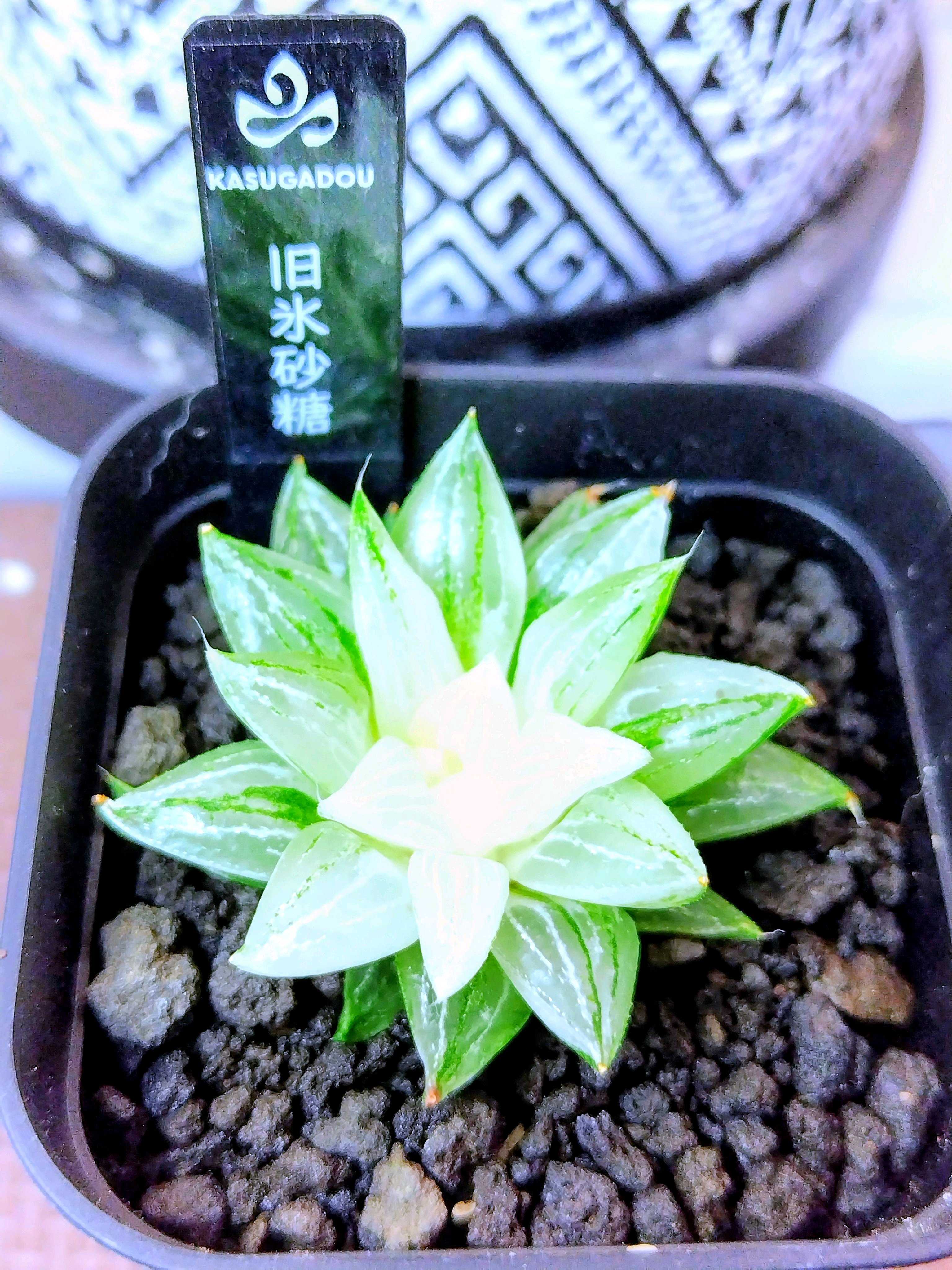 多肉植物の投稿画像 by 鮎の塩焼きさん｜ハオルチアとハオルチア属と