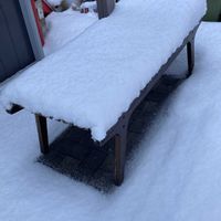 ウンベラータ,パポニア  インテルメディア,パポニア  インテルメディア,一花目の開花,久しぶり❄️⛄️の画像