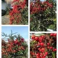 ピラカンサ,お出かけ先の画像