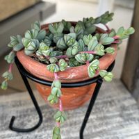 サボテン,サボテン,碧魚連,碧魚連,多肉植物の画像