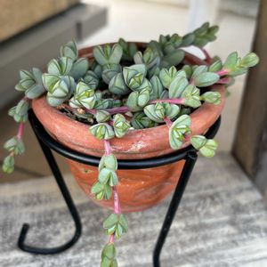 サボテン,サボテン,碧魚連,碧魚連,多肉植物の画像