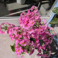 家庭菜園,お出かけ先の画像