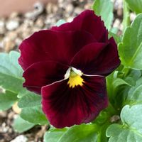 ビオラ・パンジー,#ガーデニング,エクステリアの画像