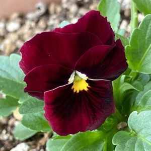 ビオラ・パンジー,#ガーデニング,エクステリアの画像