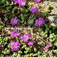 秋麗,碧魚連,不死鳥,多肉植物,温室の画像