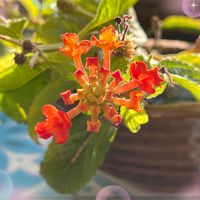 ランタナ,癒し,今日の一枚,ありがとう♡,コラージュ仲間達の画像