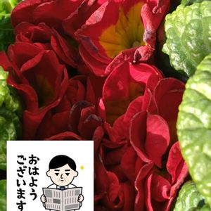 プリムラジュリアン,赤い花,プランター栽培,あっ火曜日,プリムラジュリアンの栽培の画像