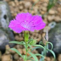 セキチク,カラナデシコ,唐撫子,多年草,季節の花の画像