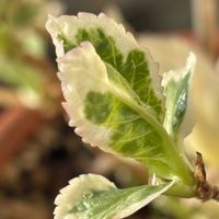 マルベリー,アメリカテマリシモツケ ディアボロ,斑入りガクアジサイ・恋路ヶ浜,芽吹き,紫陽花 アジサイ あじさいの画像